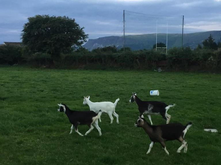 Glendale Bed And Breakfast, Cushendall Exteriér fotografie